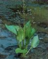 Tavi növények - Alisma plantago-aquatica  hídőr